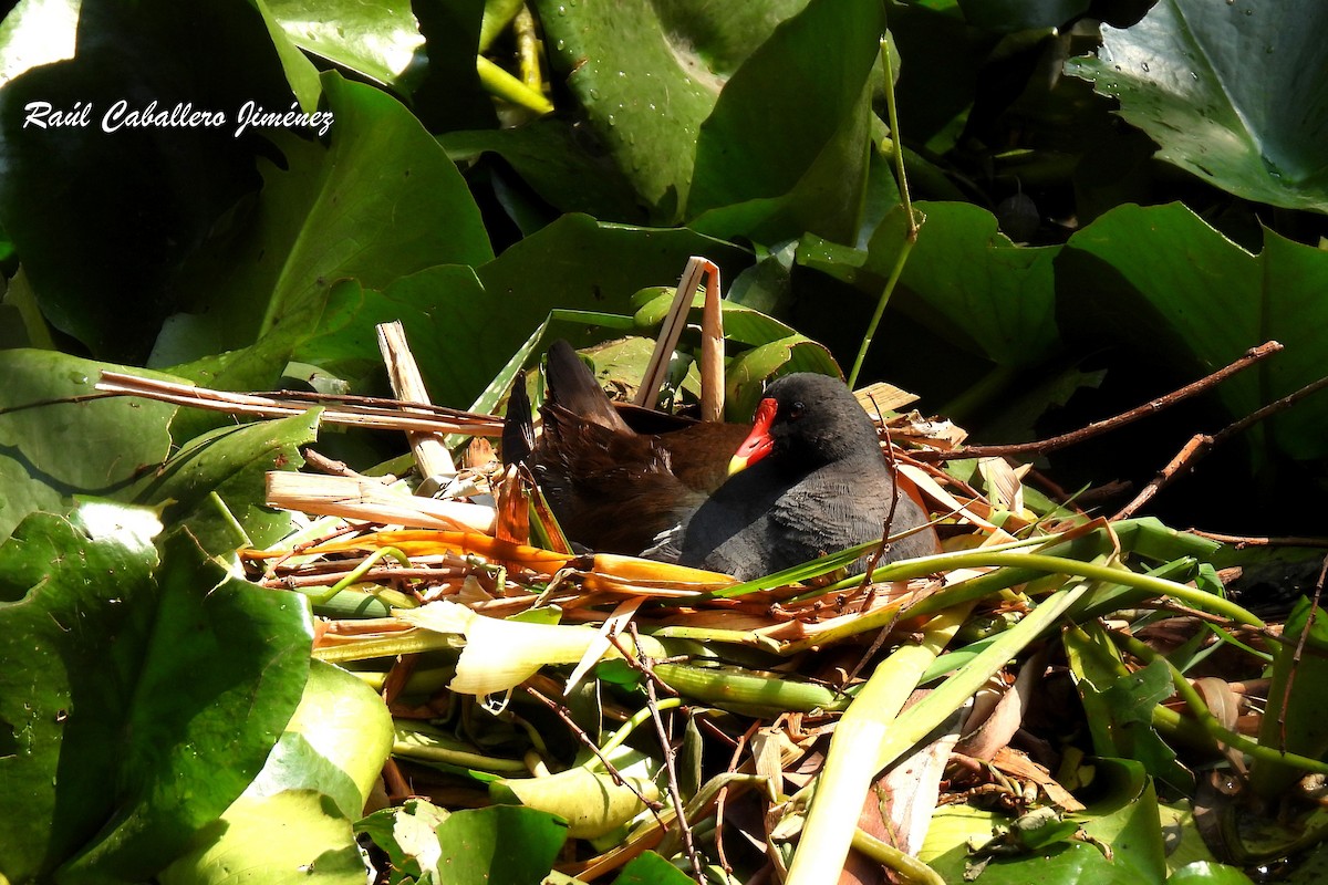 Gallinule d'Amérique - ML620624732