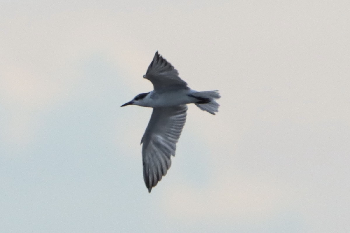 Common Tern - ML620624733