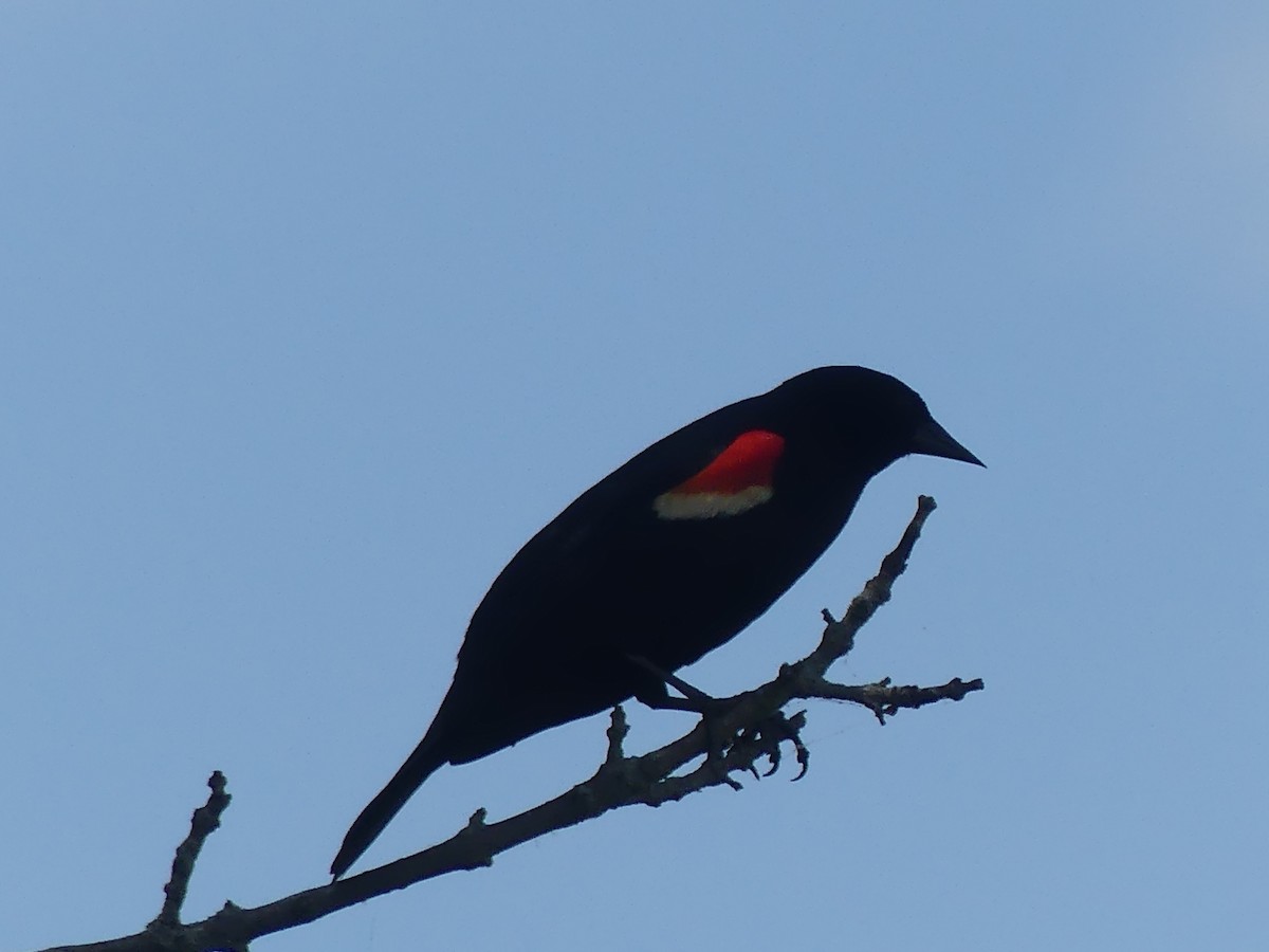 Red-winged Blackbird - ML620624734