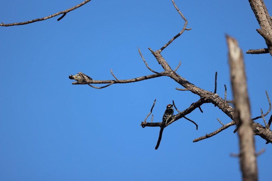 Downy Woodpecker - ML620624735