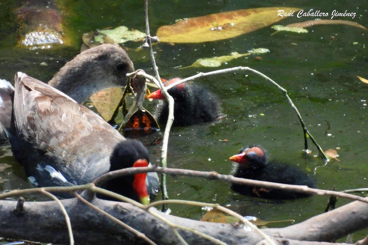 Gallinule d'Amérique - ML620624736