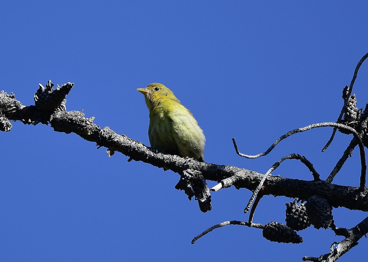 Western Tanager - ML620624738