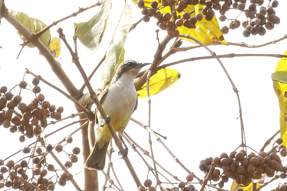 Western Violet-backed Sunbird (Northern) - ML620624740