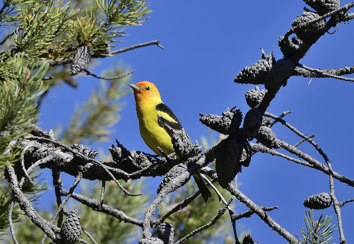 Western Tanager - ML620624742