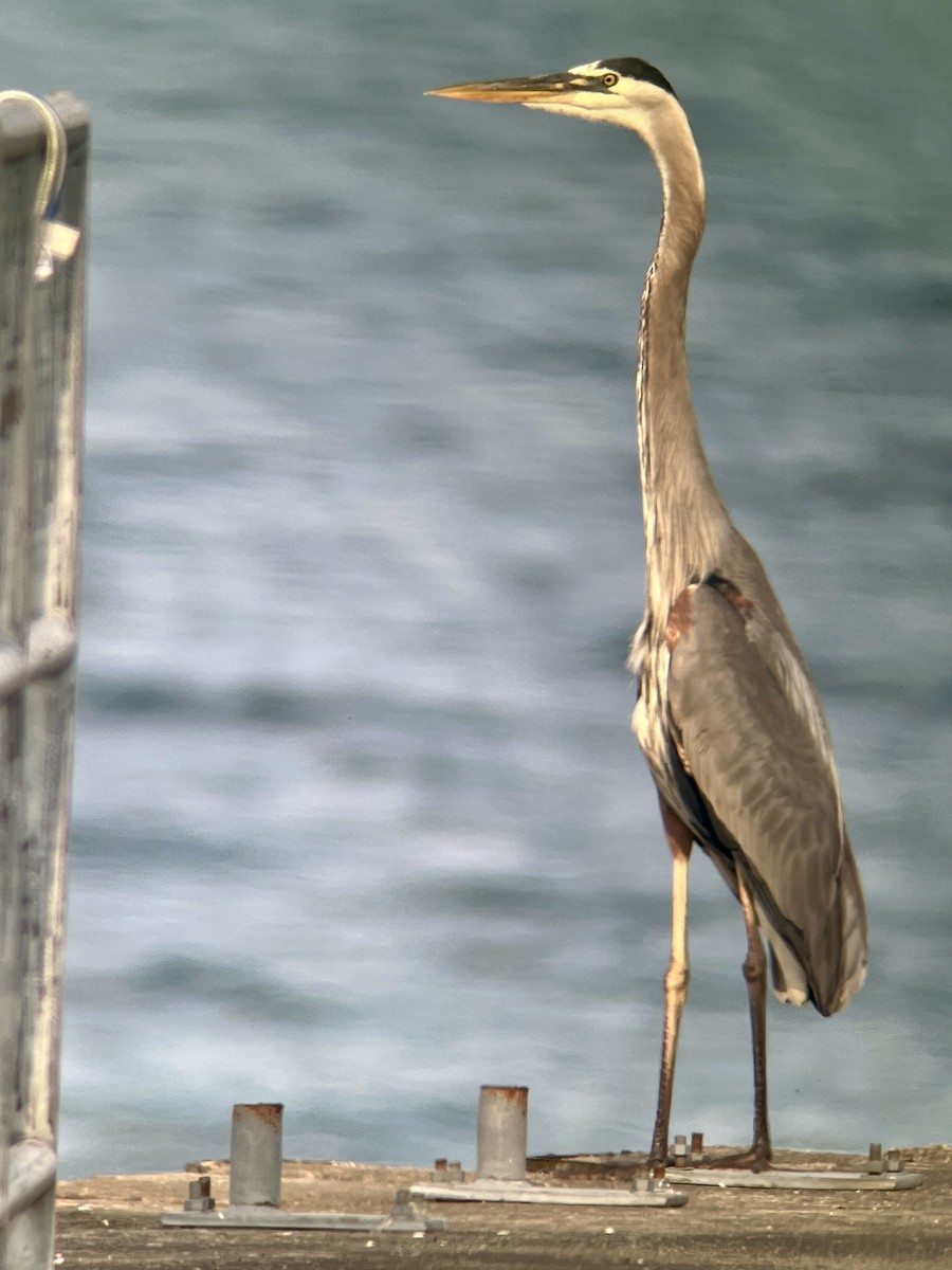 Great Blue Heron - ML620624745