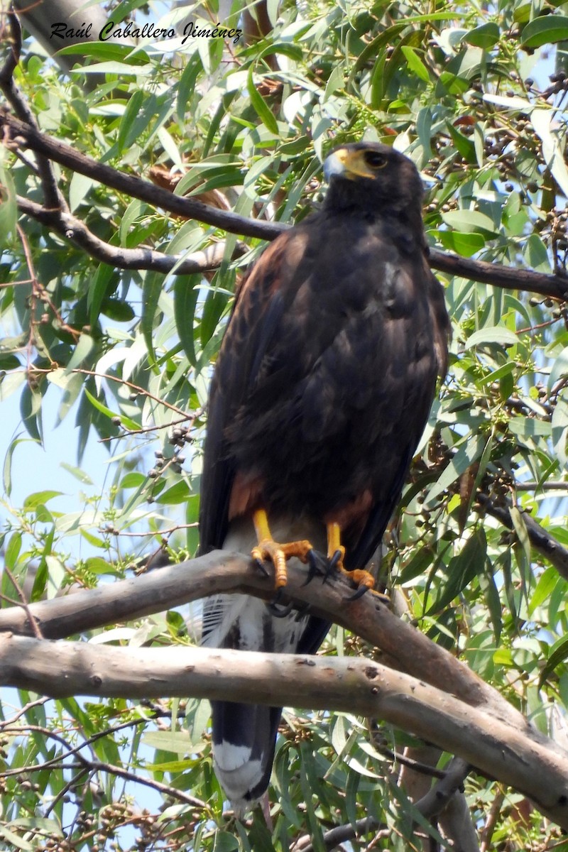 Harris's Hawk - ML620624746