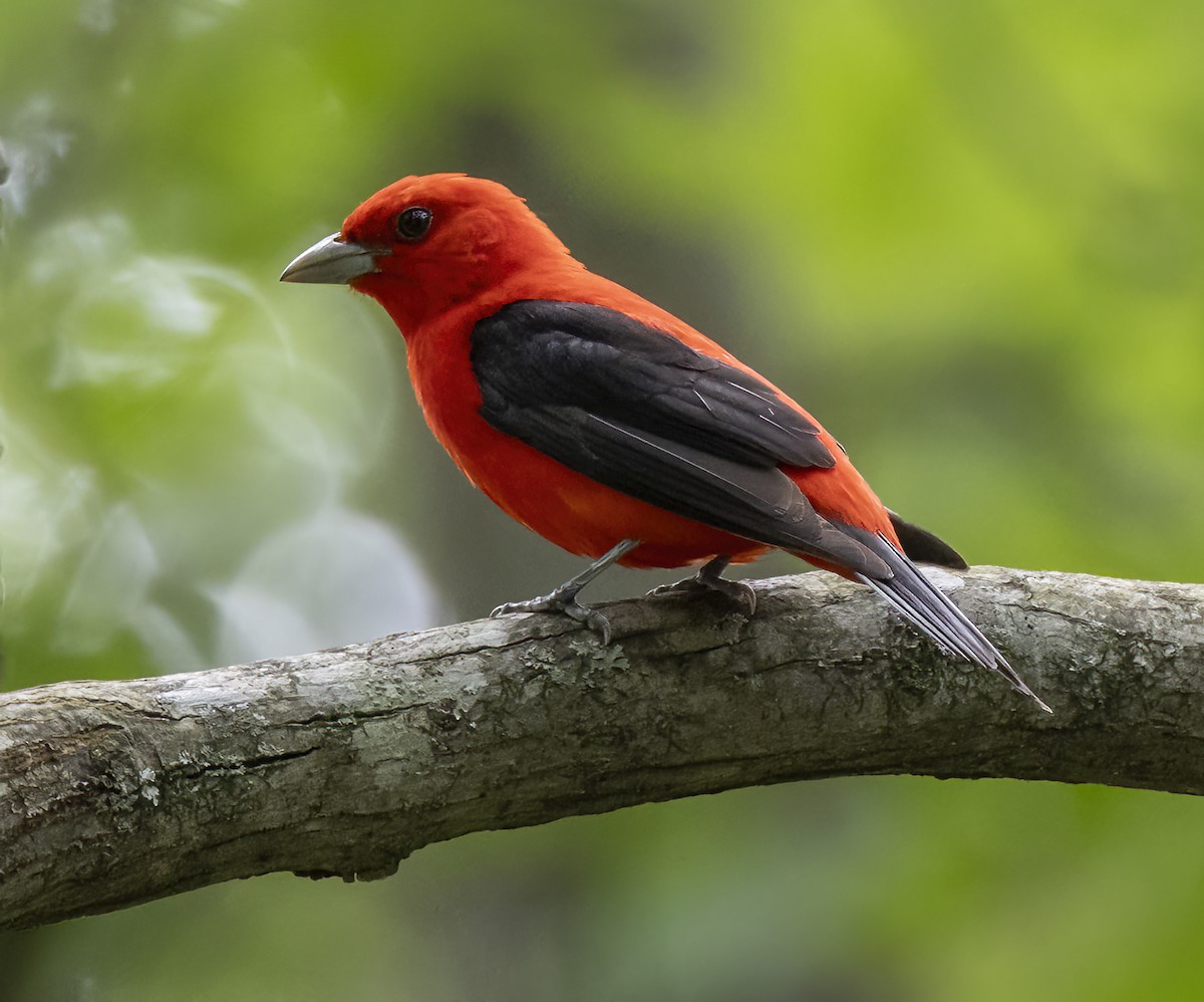 Scarlet Tanager - ML620624747