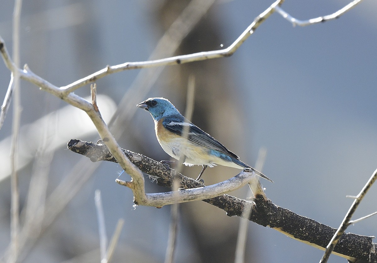 Lazuli Bunting - ML620624748