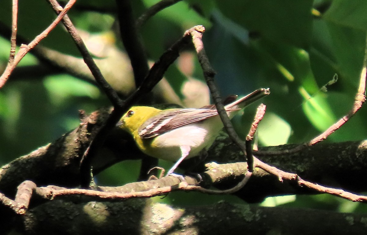 Viréo à gorge jaune - ML620624752