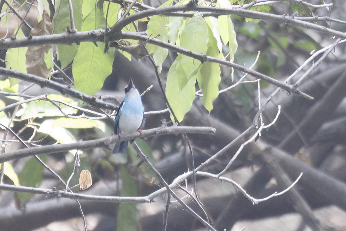 Blue-breasted Kingfisher - ML620624753