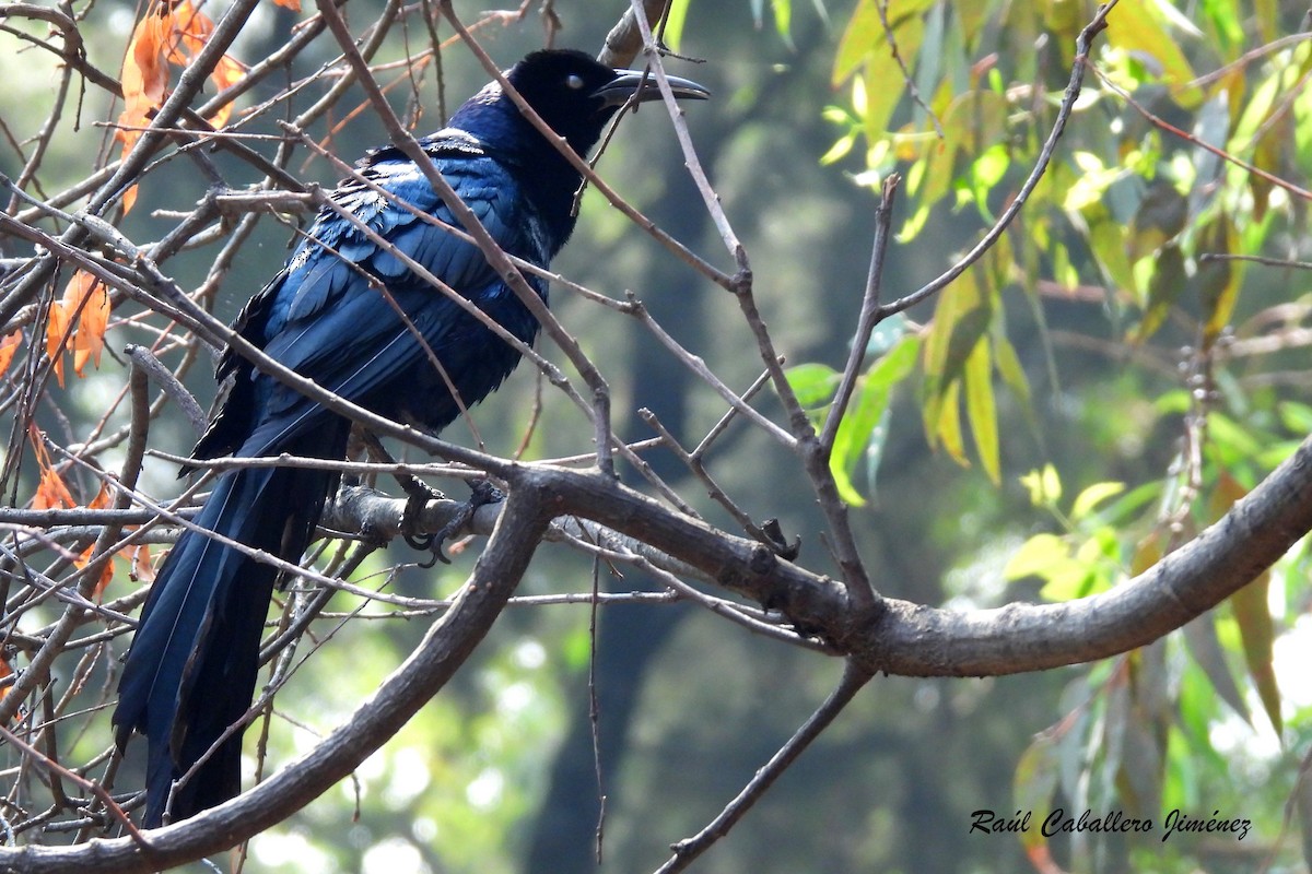 Great-tailed Grackle - ML620624754