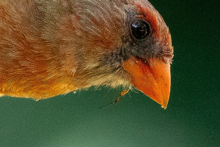 Northern Cardinal - ML620624758