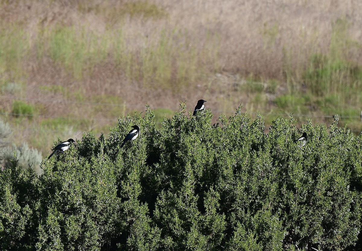 Black-billed Magpie - ML620624759