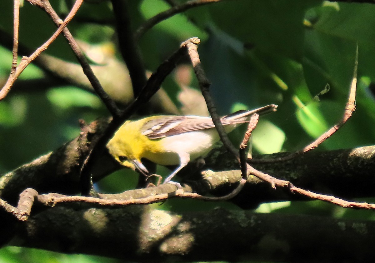 Yellow-throated Vireo - ML620624760