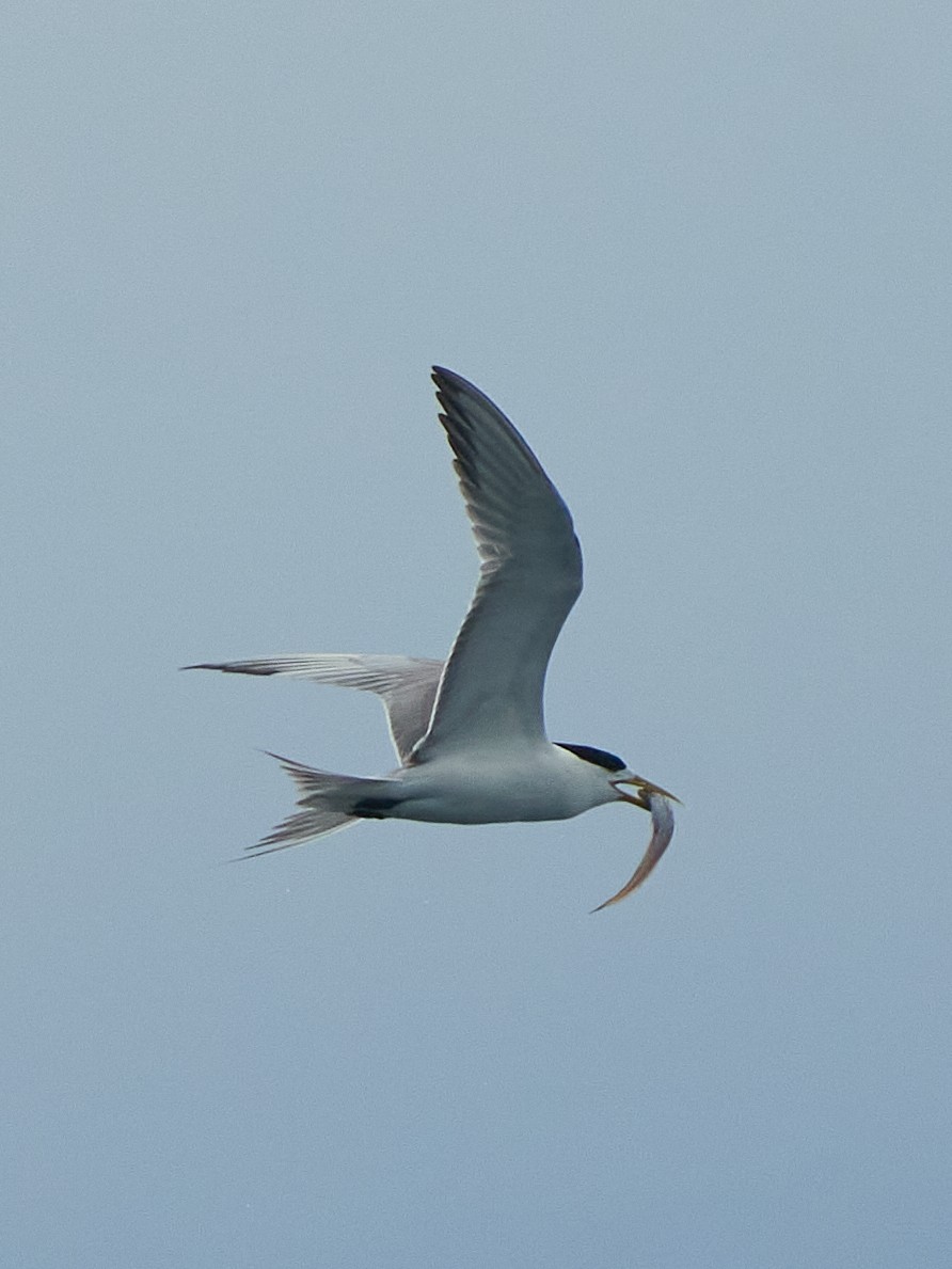 Great Crested Tern - ML620624762