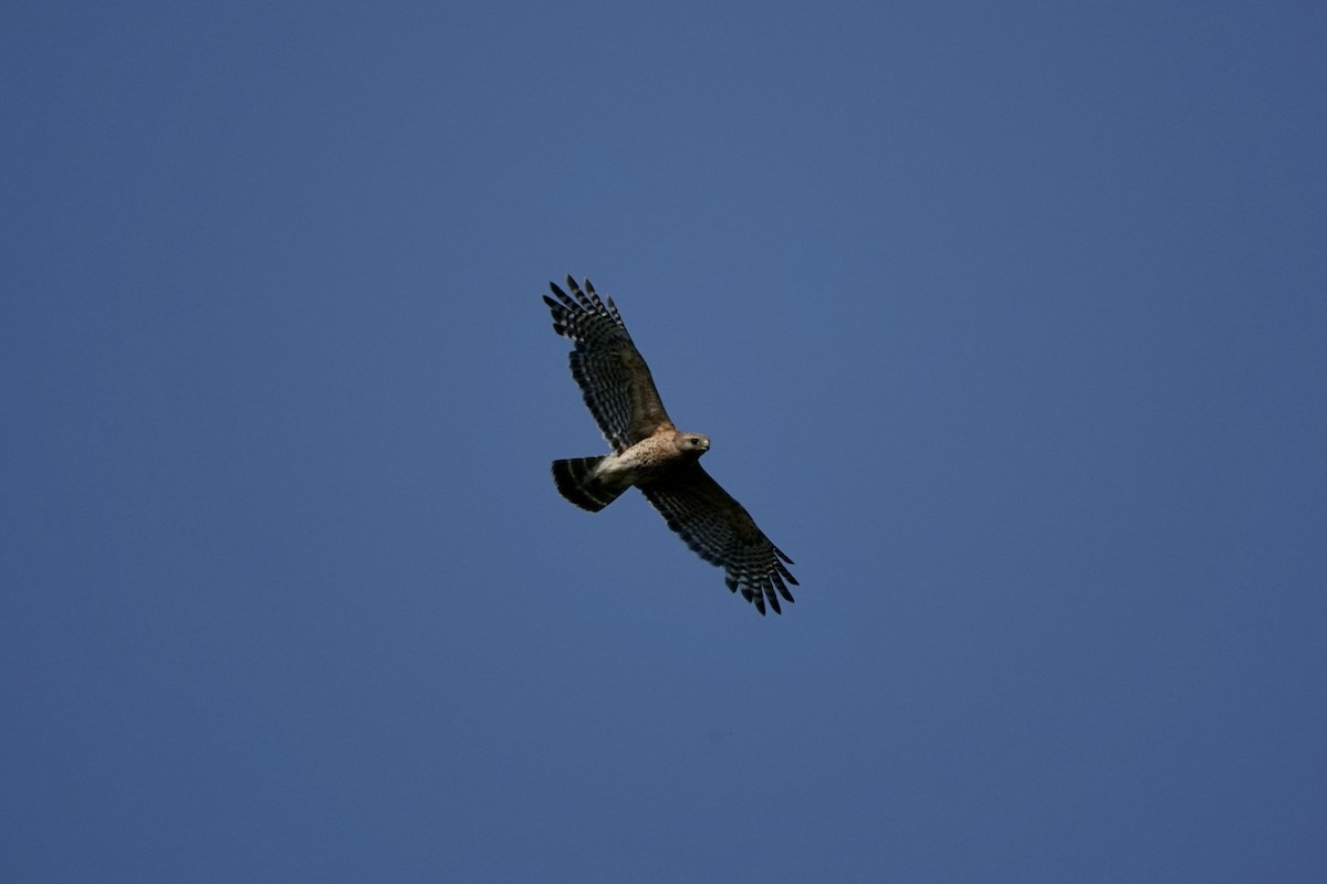 Red-shouldered Hawk - ML620624763