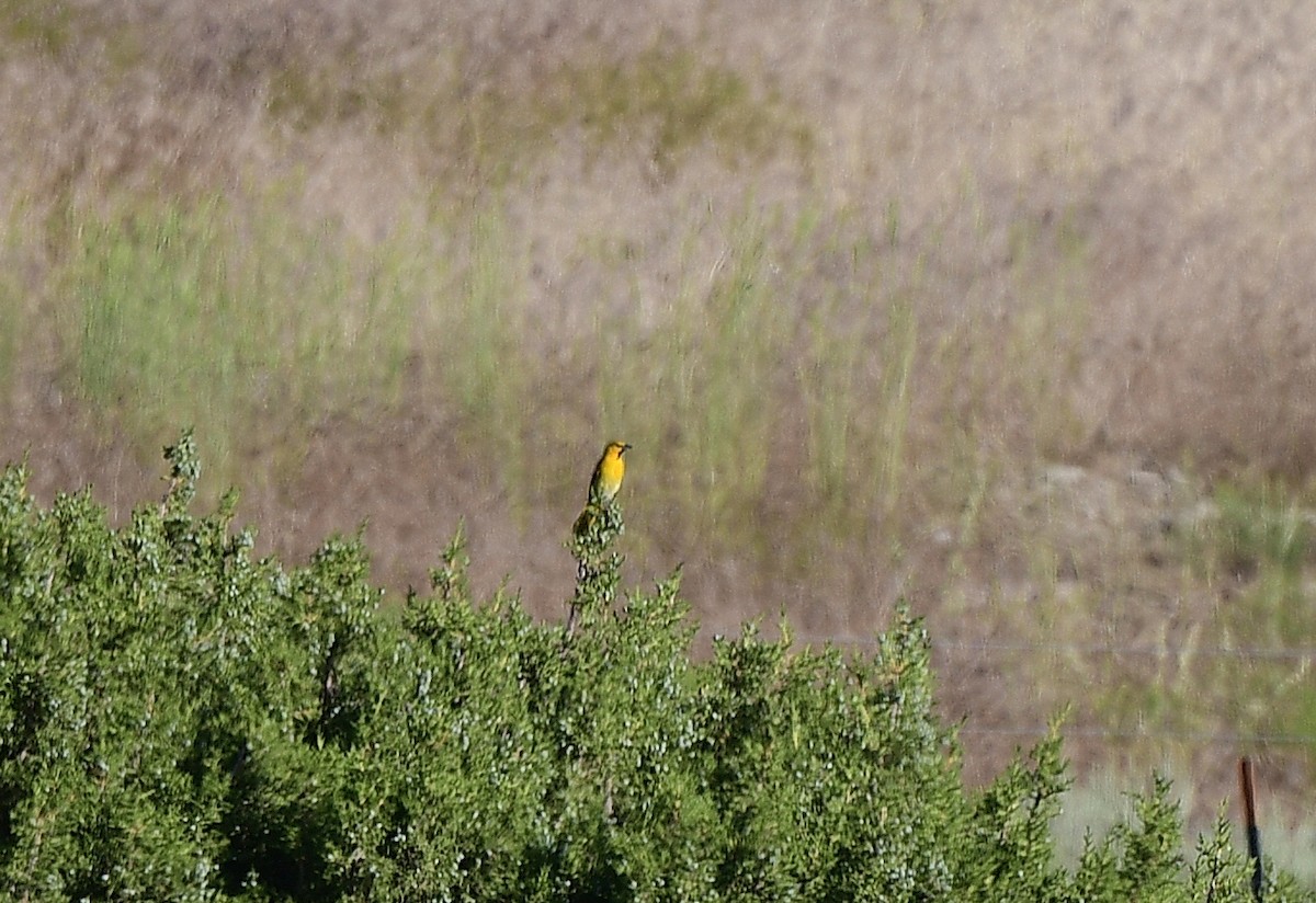 Bullock's Oriole - ML620624765