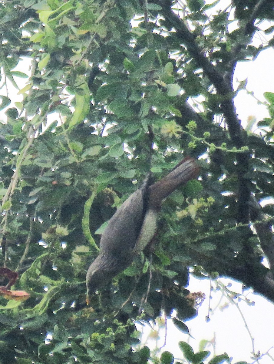 Chestnut-tailed Starling - ML620624767