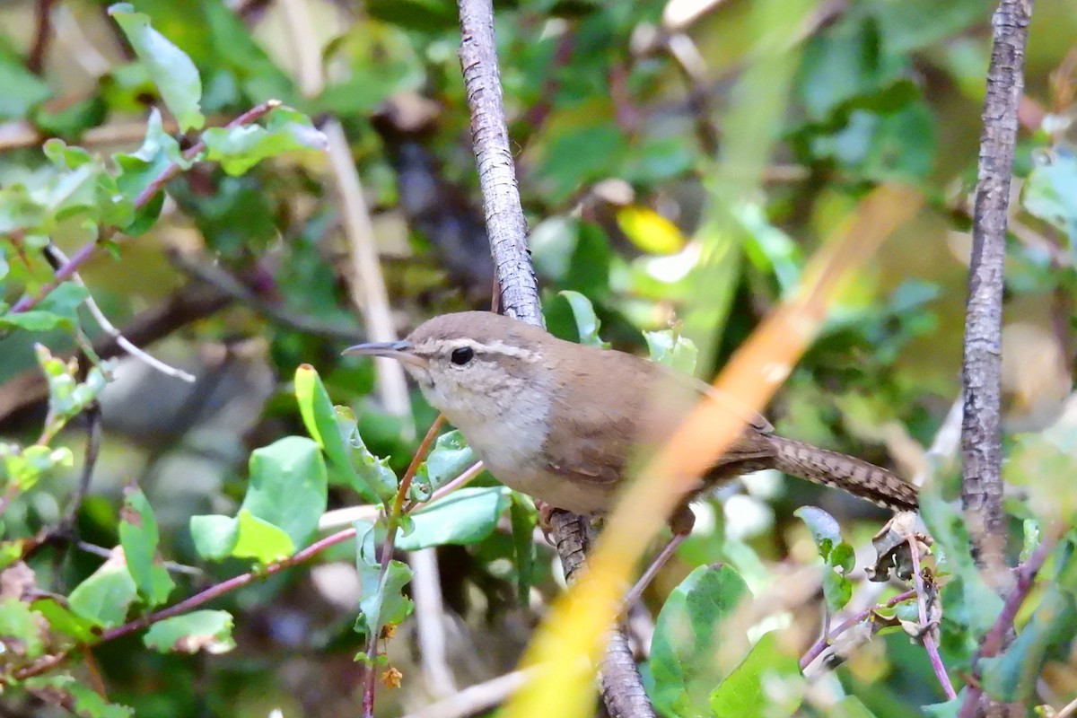 Bewick's Wren - ML620624769