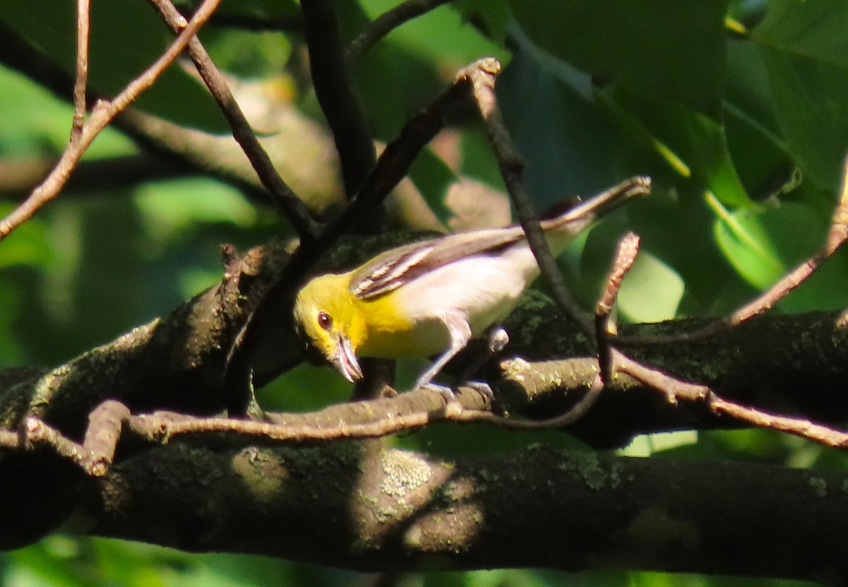 Yellow-throated Vireo - Anne Mytych