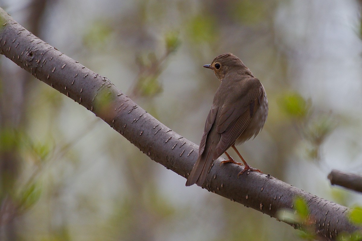 Swainson's Thrush - Rick Beaudon