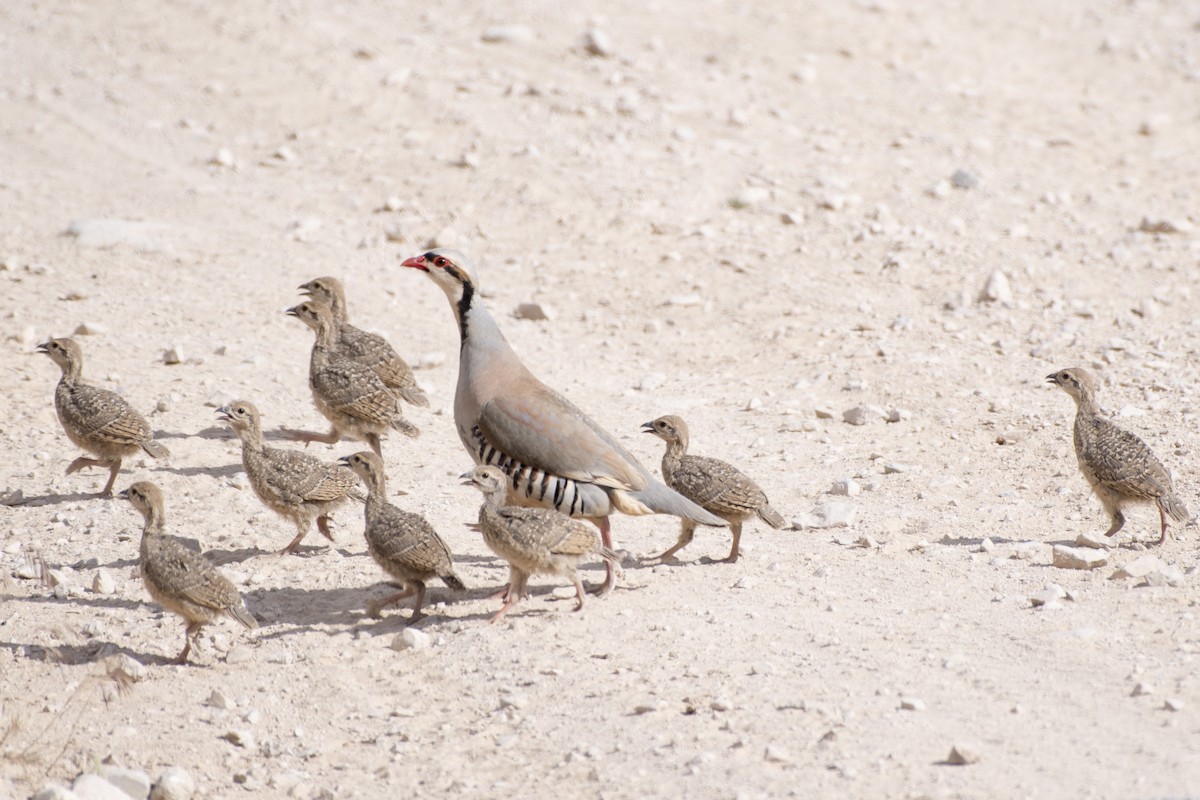 Chukar - ML620624773