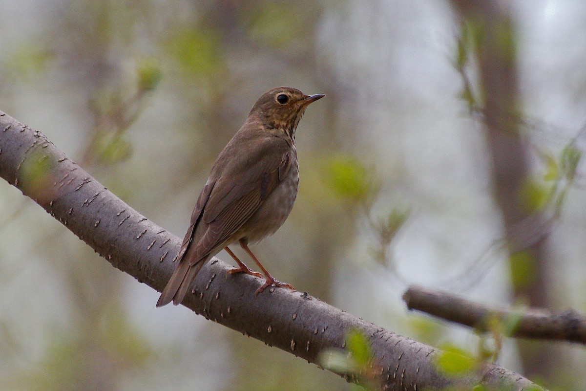 Hermit Thrush - ML620624774