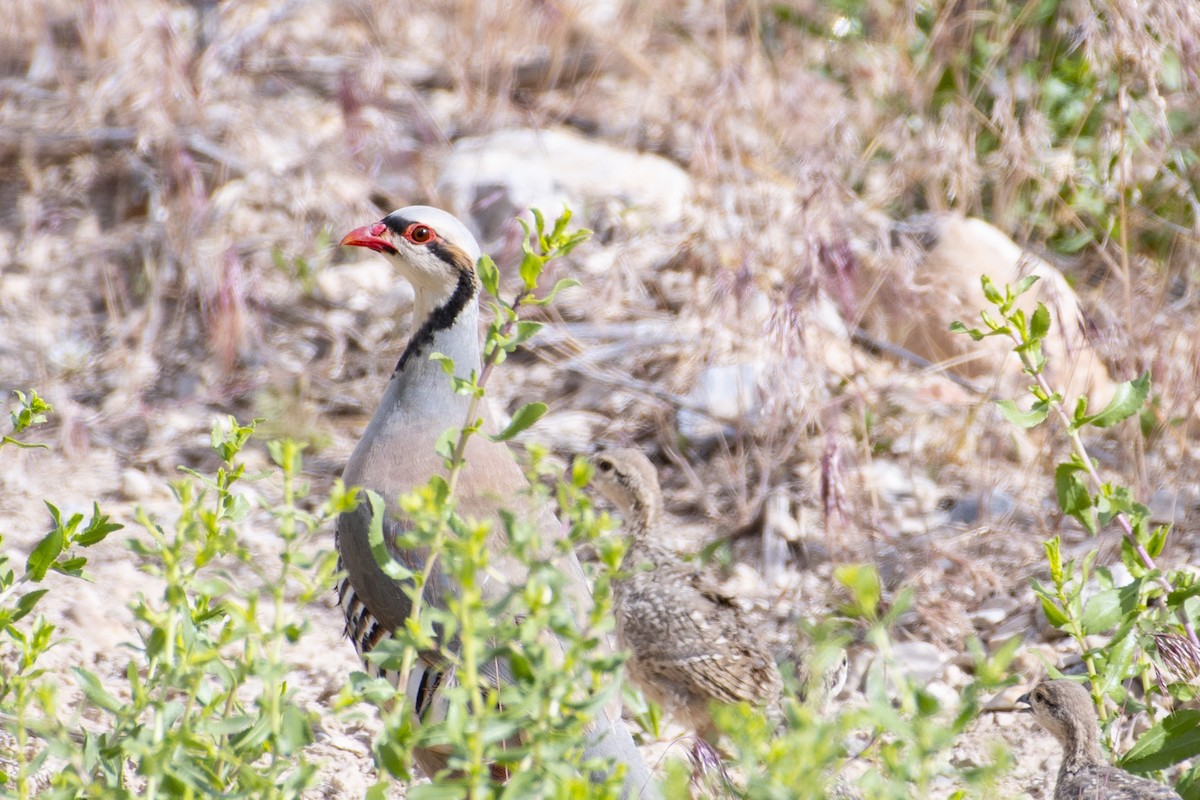 Chukar - ML620624775