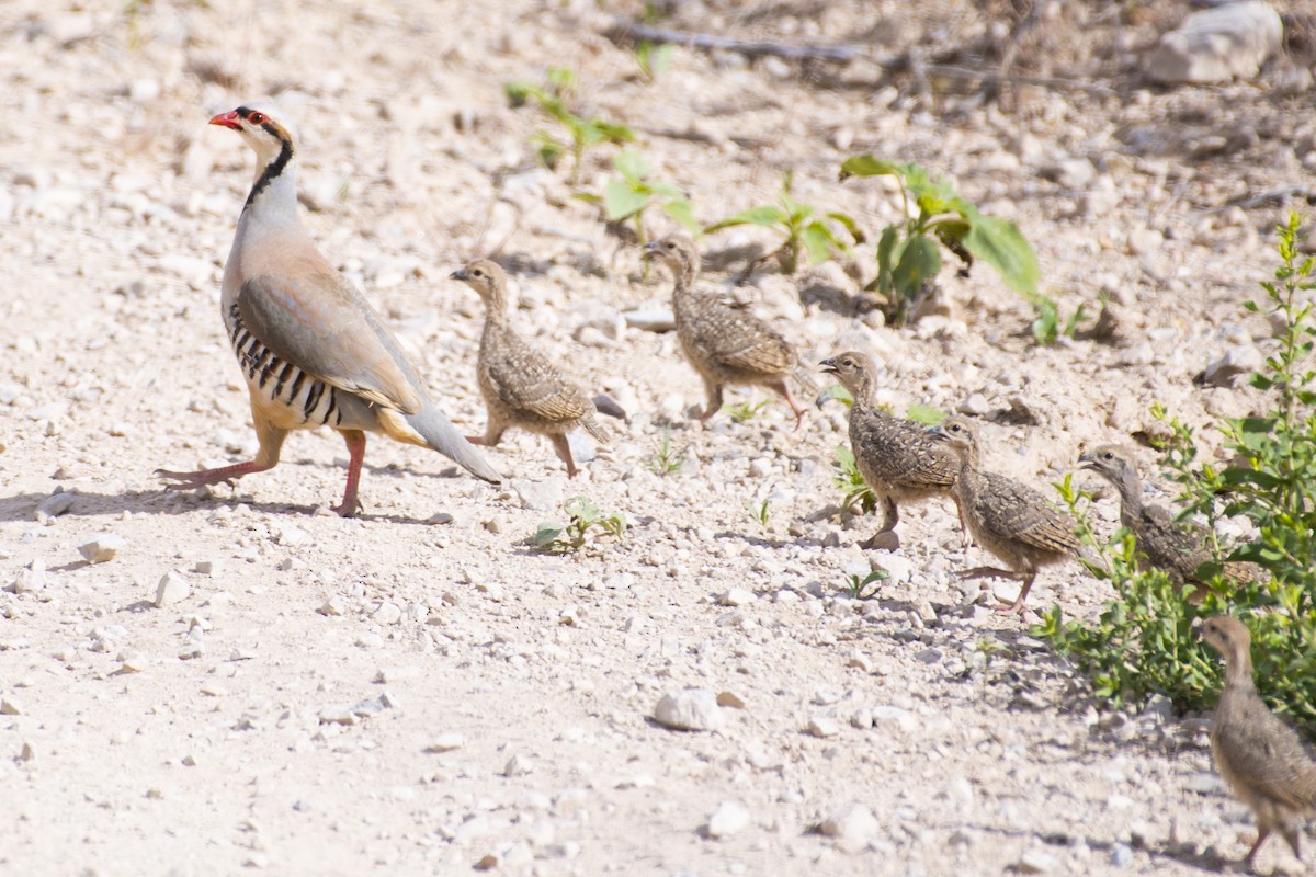 Chukar - ML620624776