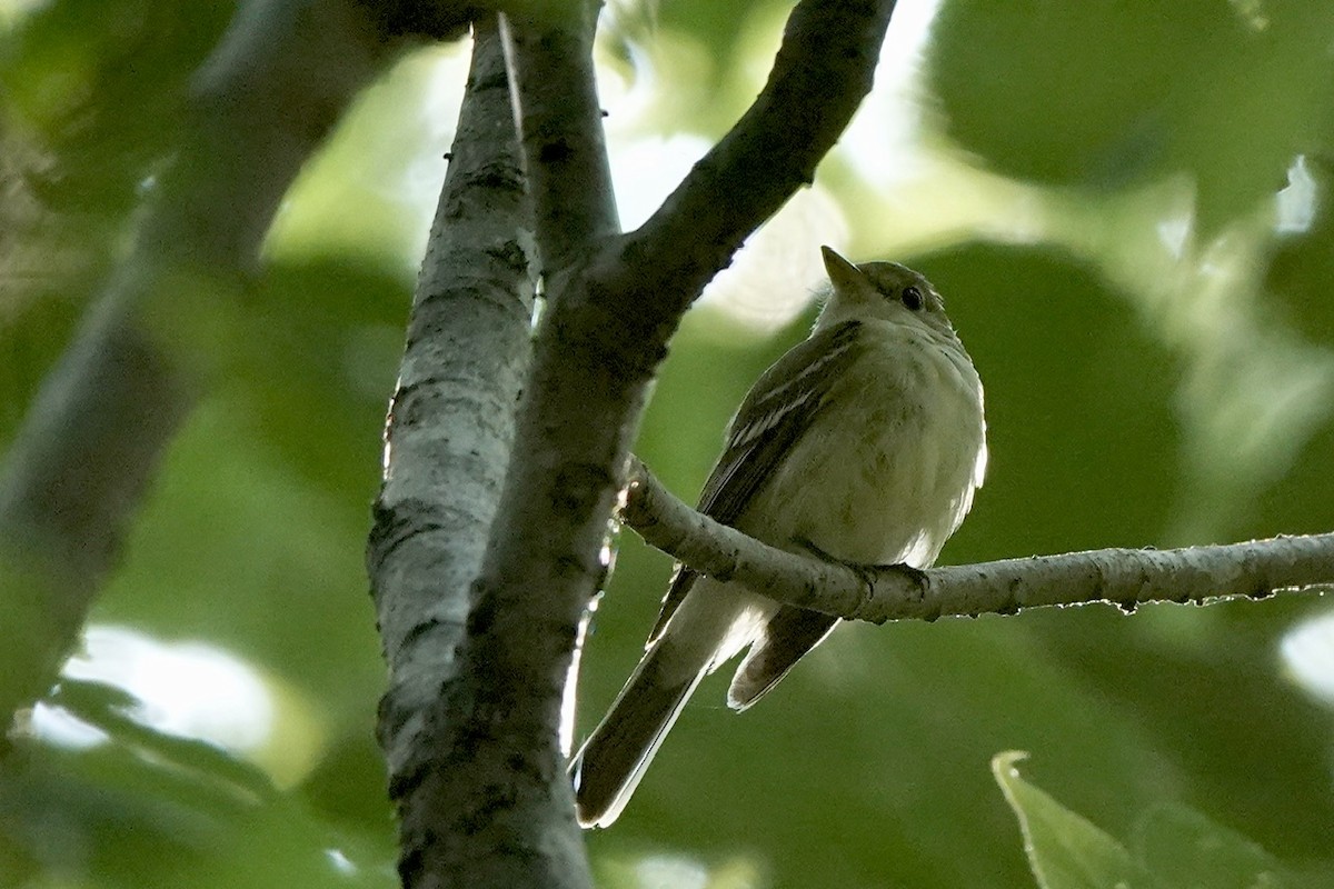 Acadian Flycatcher - ML620624777