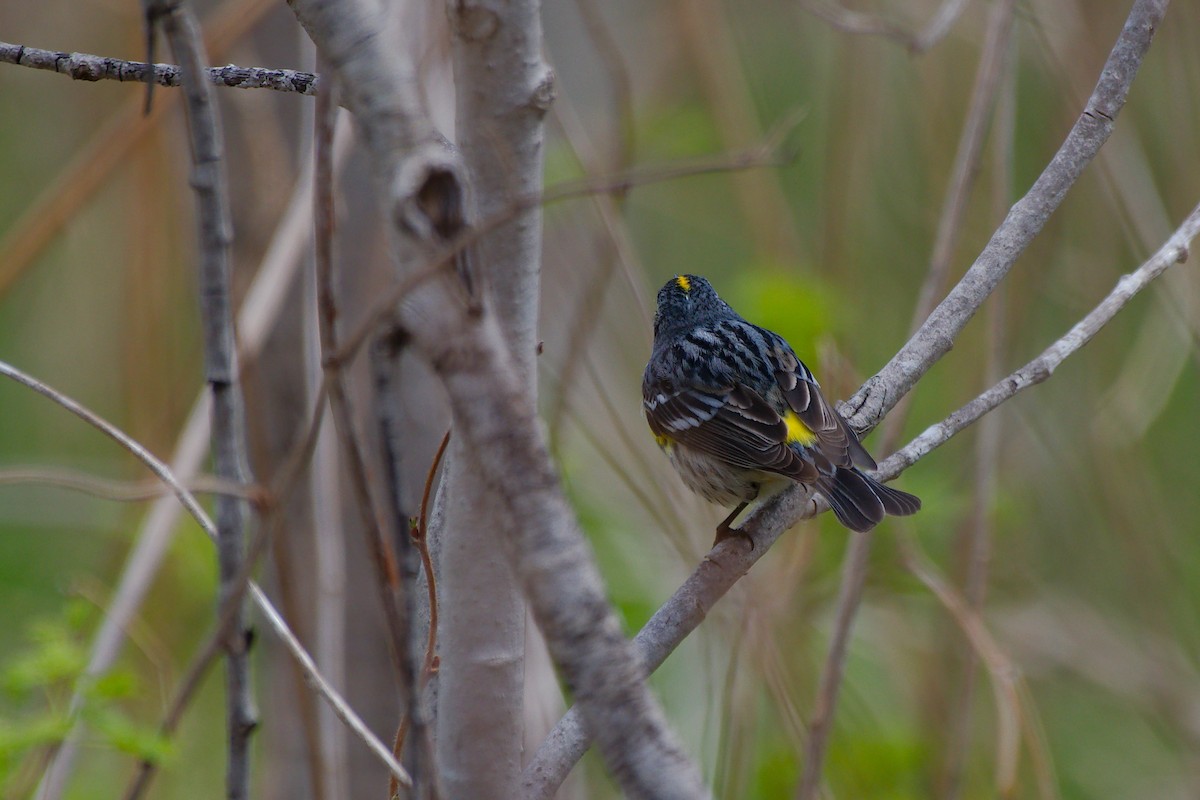 Yellow-rumped Warbler - ML620624781