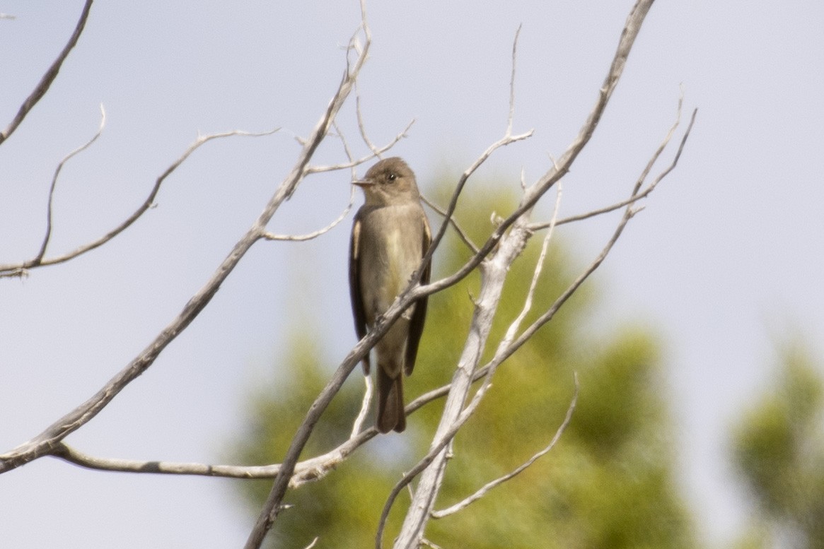 Western Wood-Pewee - ML620624782