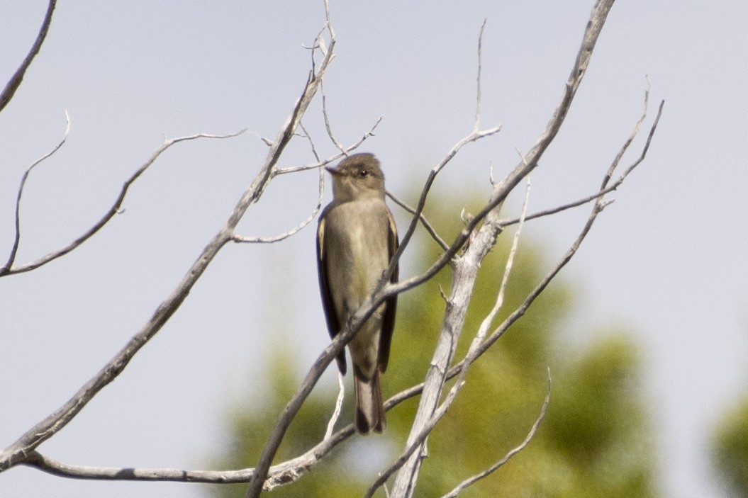 Western Wood-Pewee - ML620624783