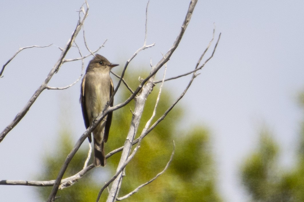 Western Wood-Pewee - ML620624784