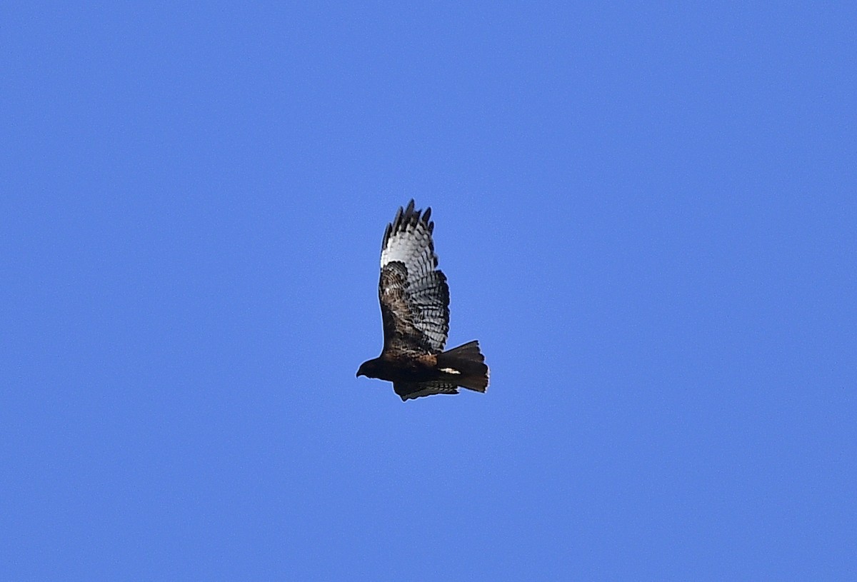 Red-tailed Hawk - ML620624787