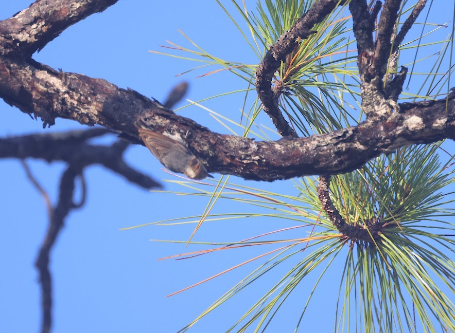 Brown-headed Nuthatch - Kevin Sarsfield