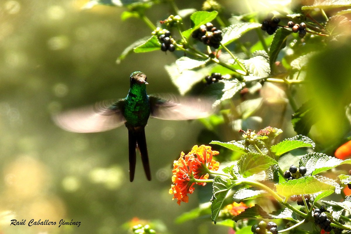 Golden-crowned Emerald - Raúl Caballero (Mexihca Aves)