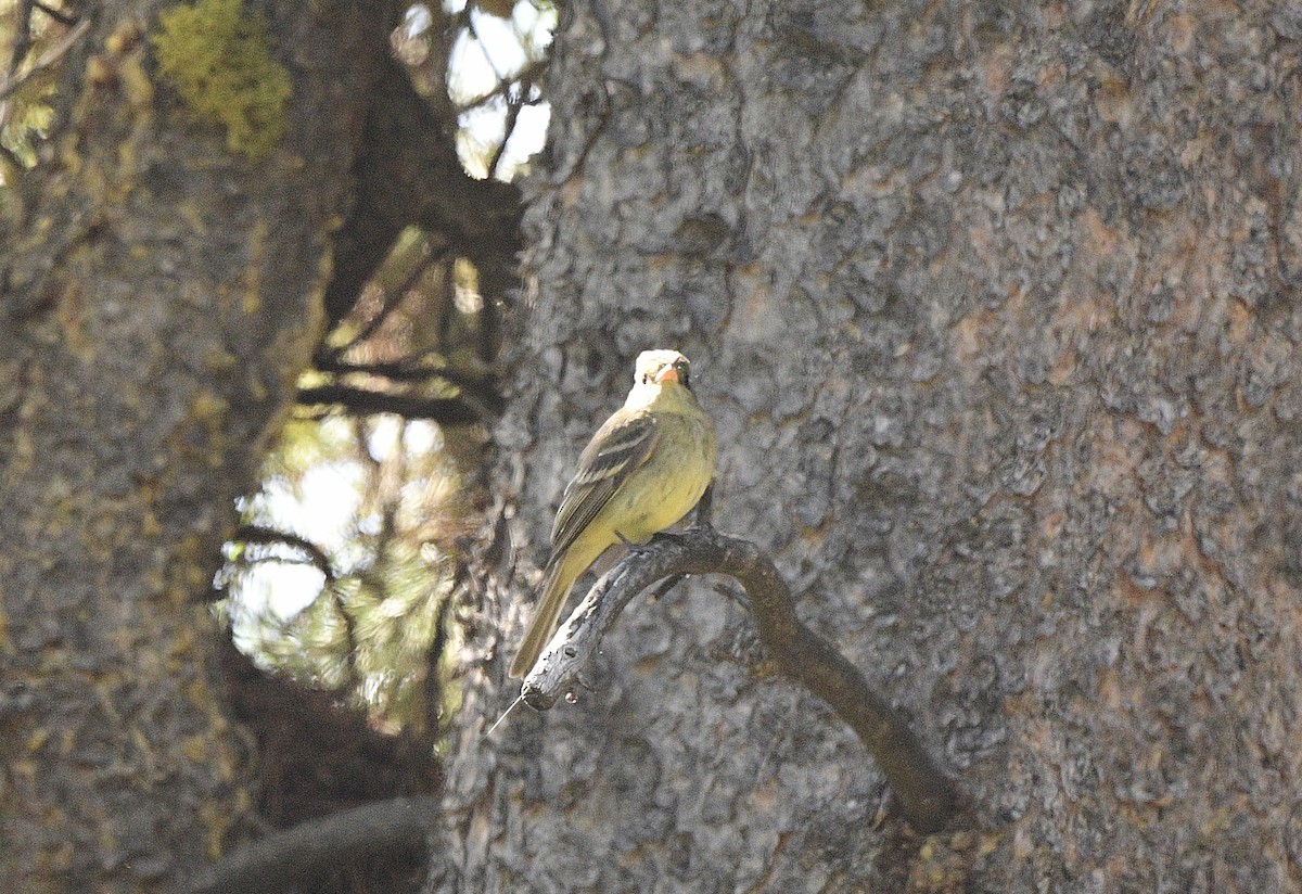 Western Flycatcher - ML620624792