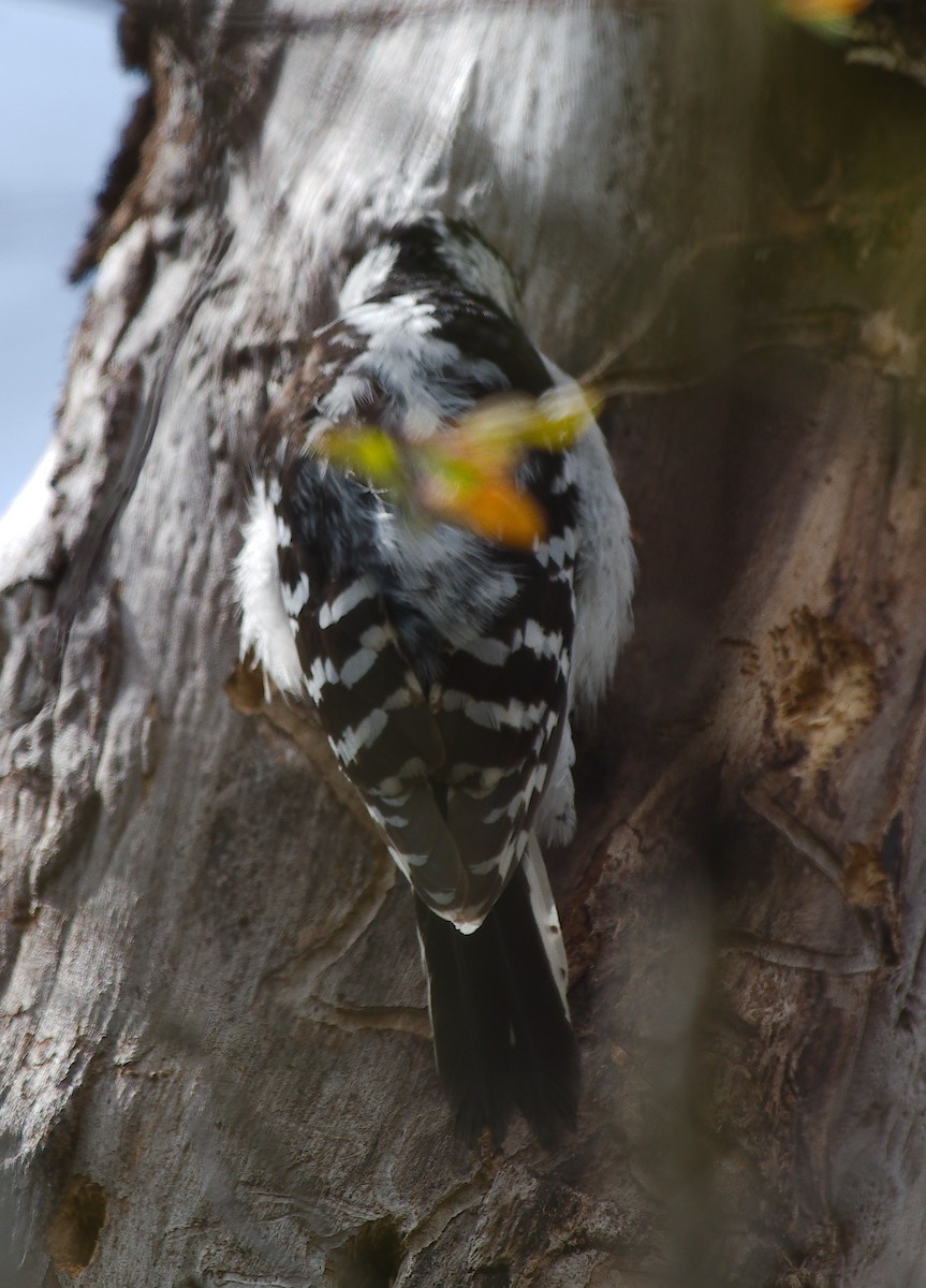 Downy Woodpecker - ML620624795