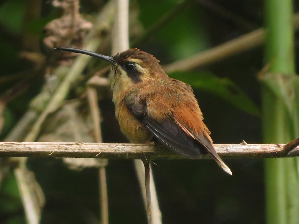 Stripe-throated Hermit - ML620624796