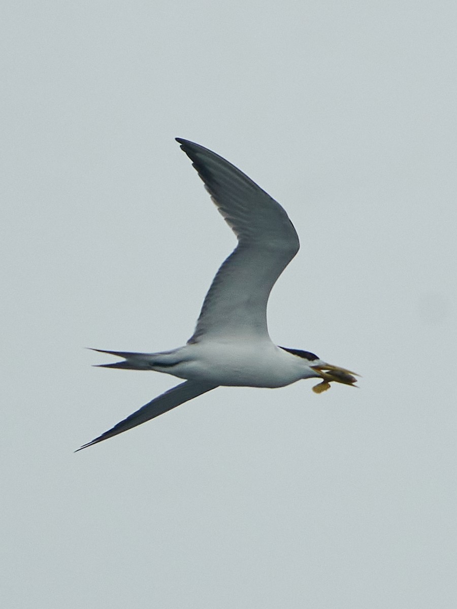 Great Crested Tern - ML620624797