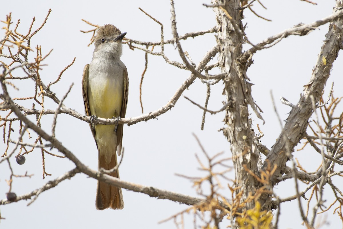 Ash-throated Flycatcher - ML620624798