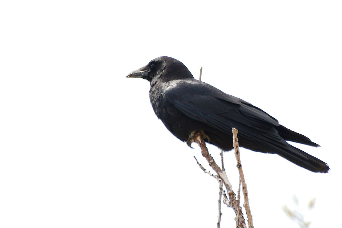 American Crow - ML620624800