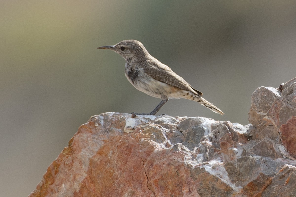 Rock Wren - ML620624803