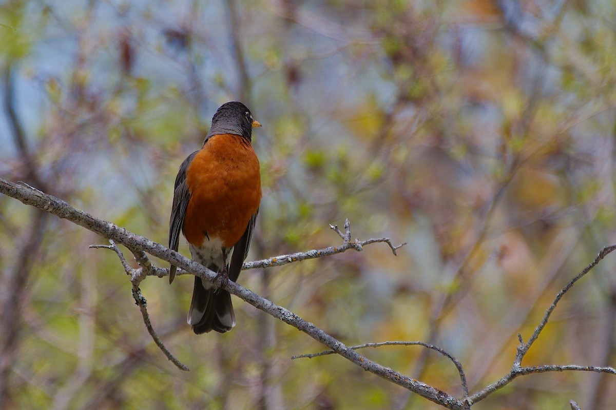 American Robin - ML620624804