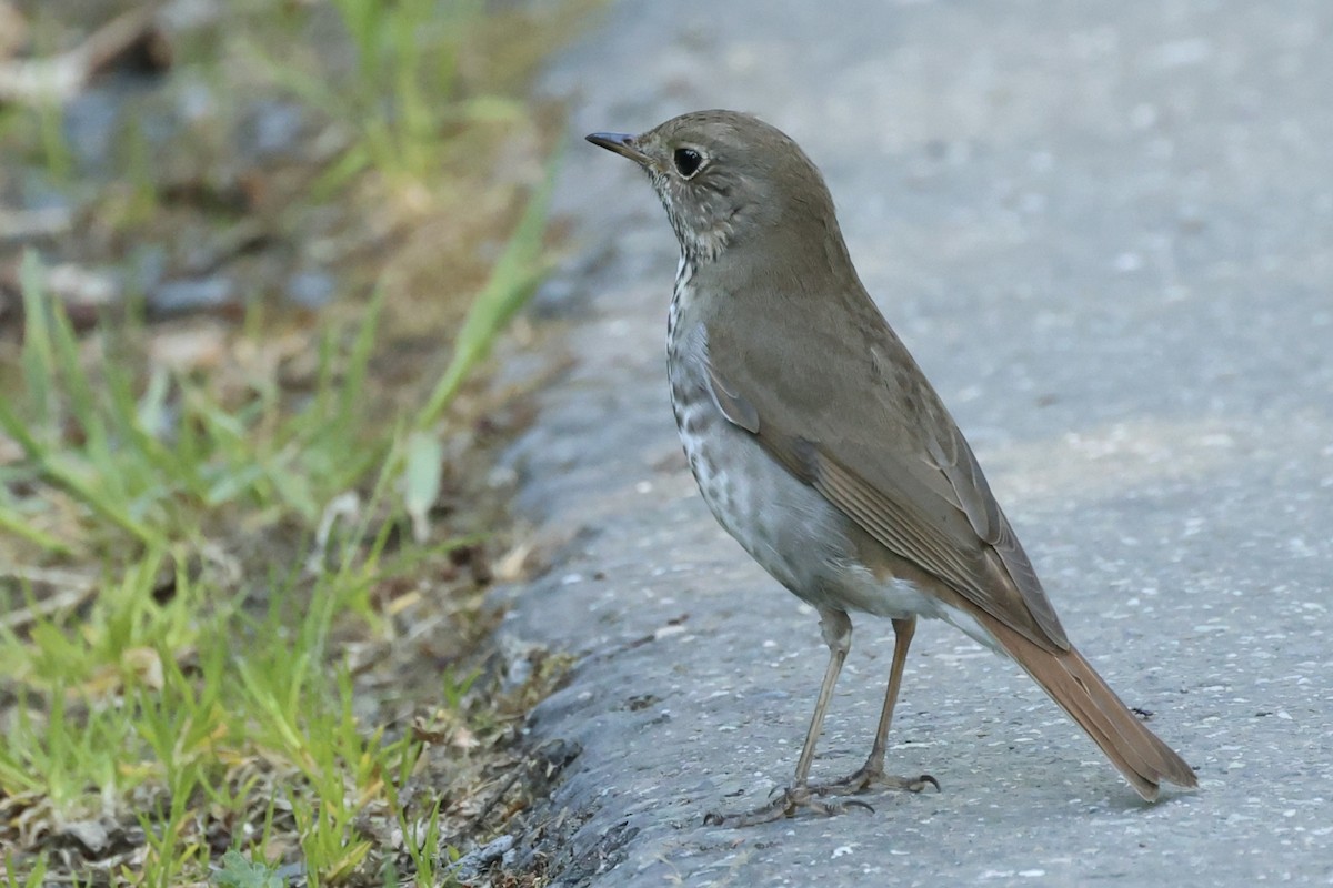 Hermit Thrush - ML620624805