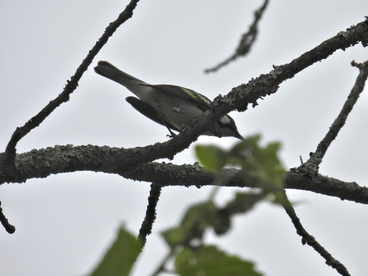 Chestnut-sided Warbler - ML620624809