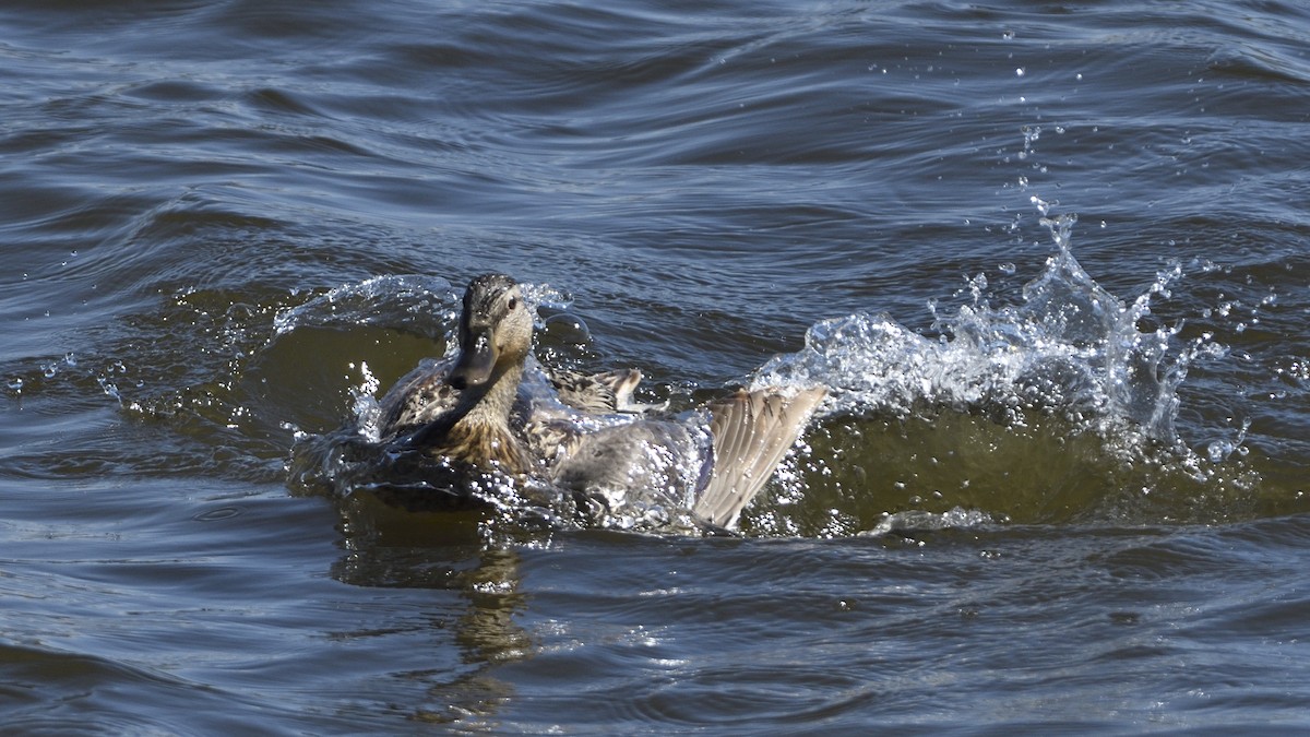 Canard colvert - ML620624811