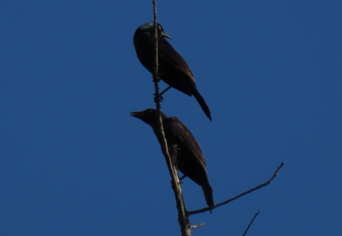 Common Grackle - ML620624813