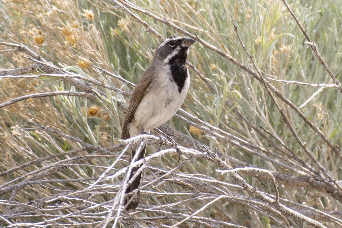 Black-throated Sparrow - ML620624814